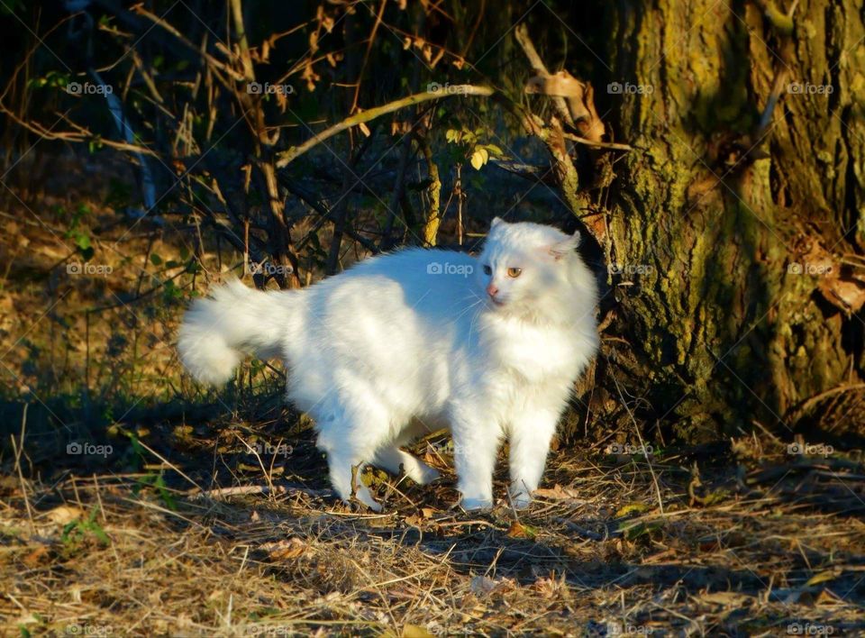 Angry cat in forest