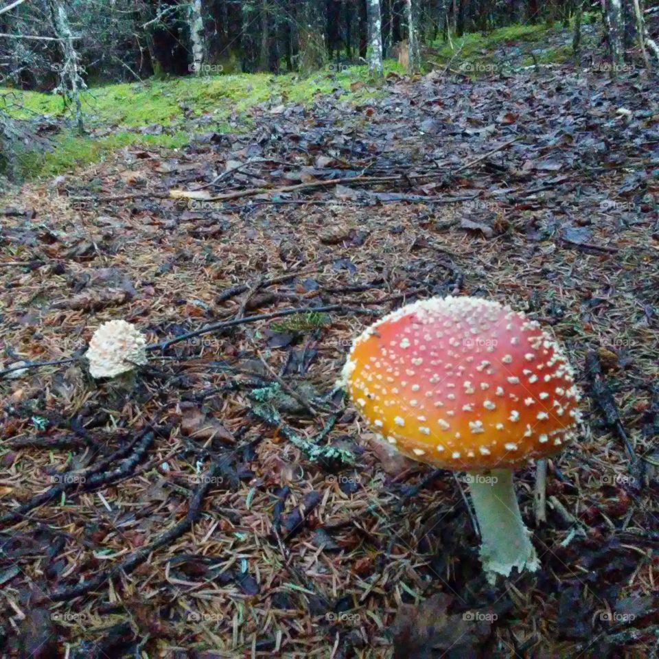 Fall, Mushroom, Fungus, Wood, No Person