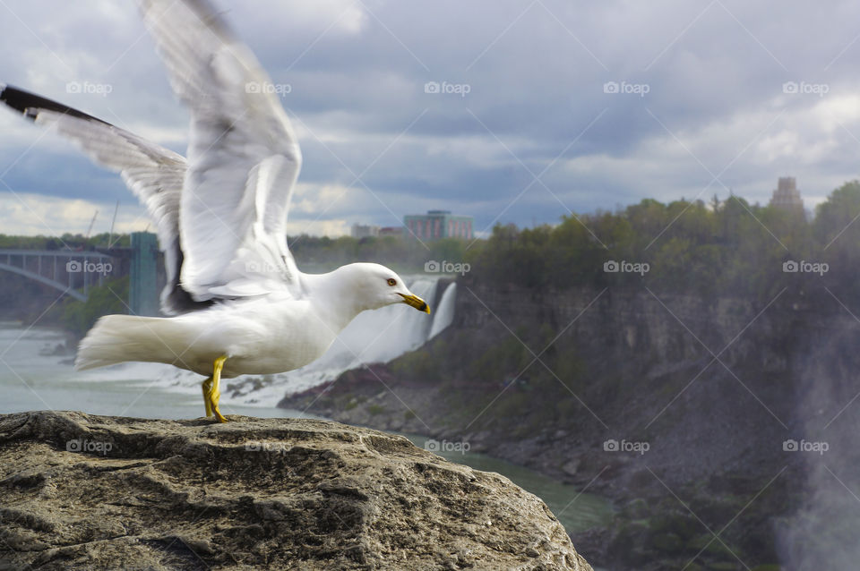 Seagull about to take flight