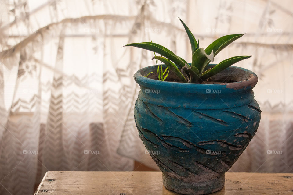 A type of cactus in a turquoise pot