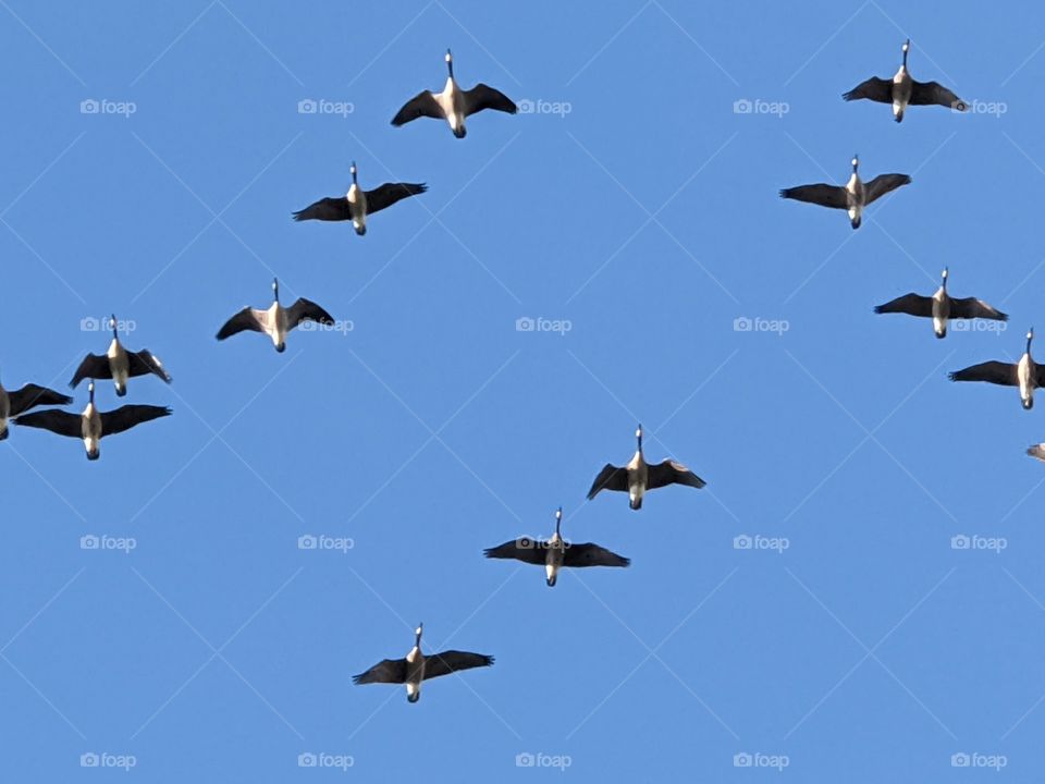 Canada Geese