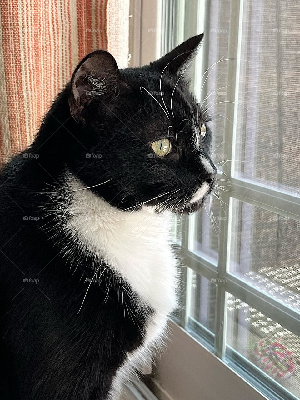 Cute black and white cat looking out the window 