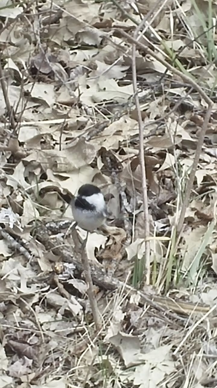 spring chicadee