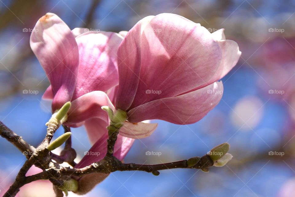 Magnolia blossom 