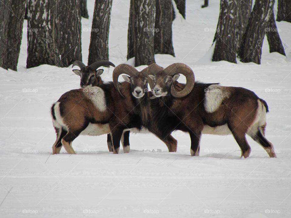 Animals in a snowy meadow