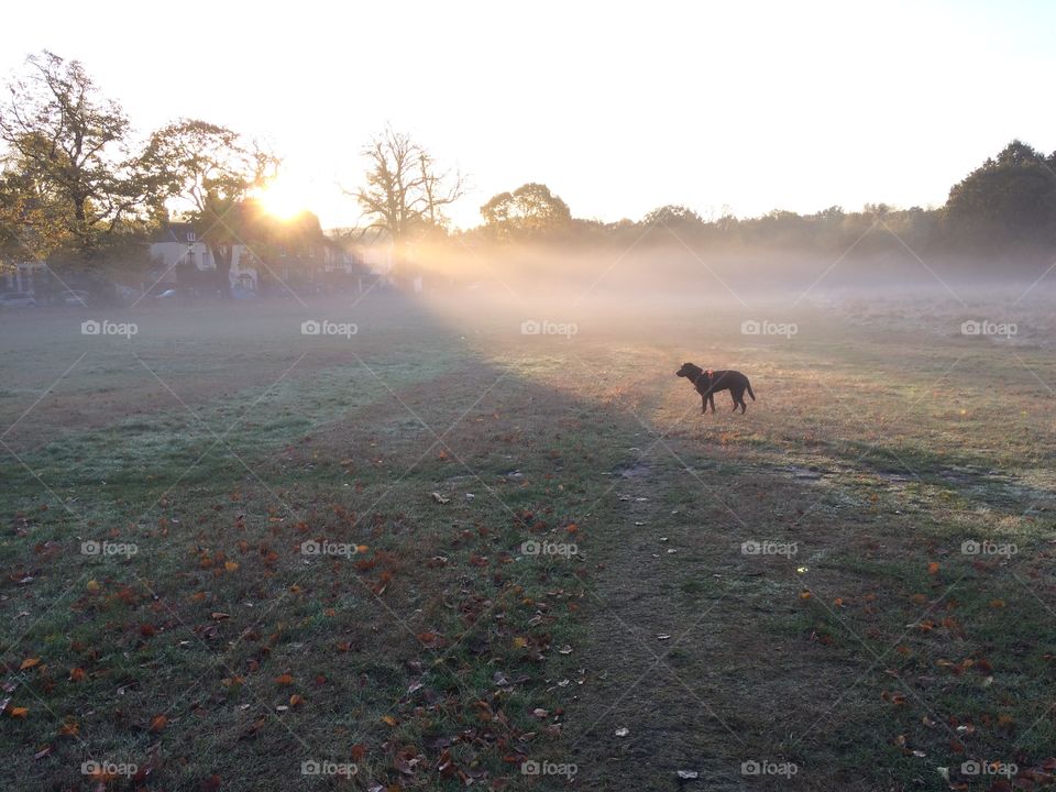 Brown chocolate Labrador dog silhouetted by golden sun in a misty field