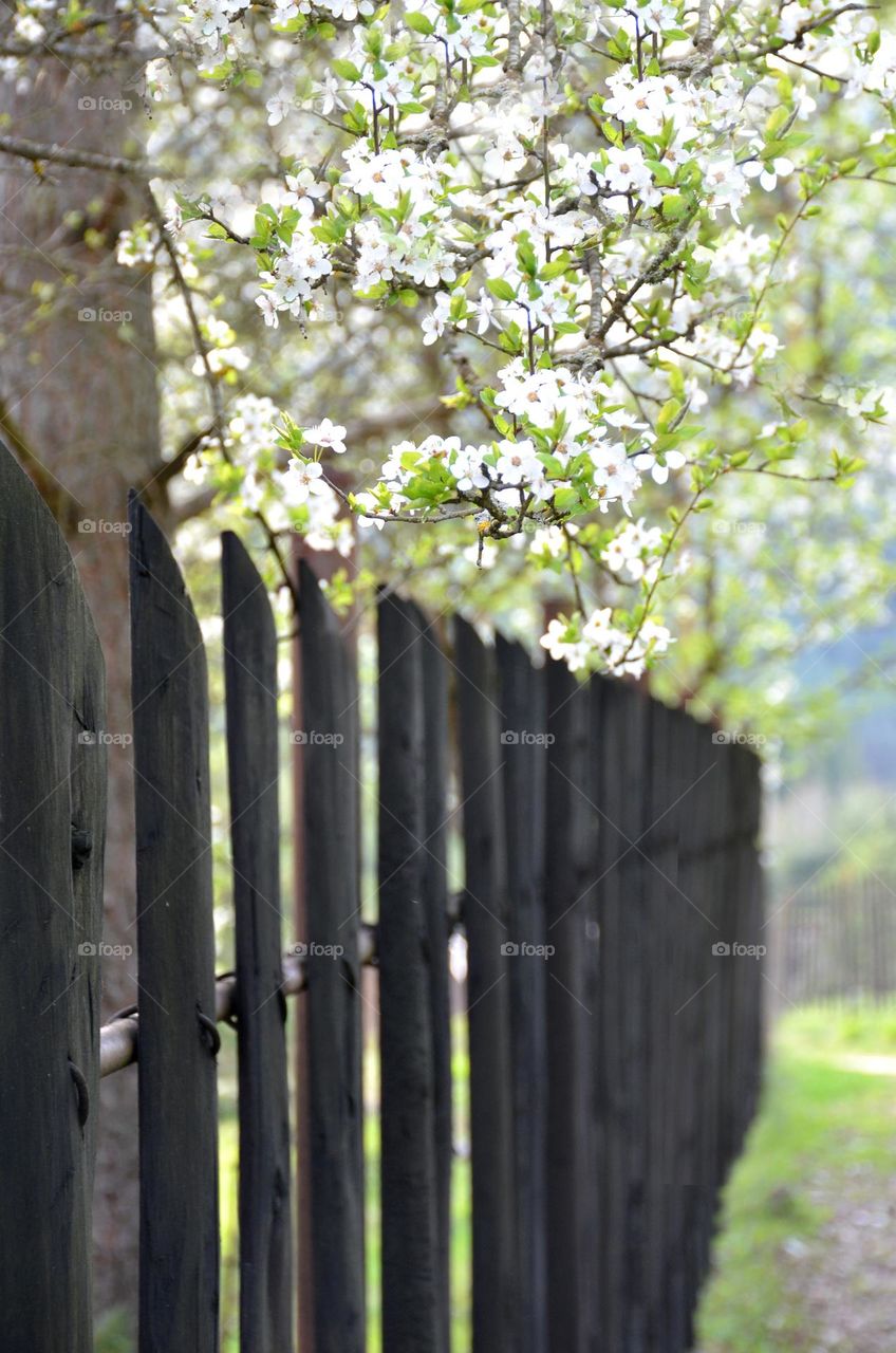 Urban Nature Plants