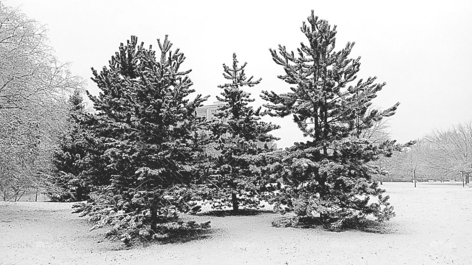 Alberi ricoperti di neve