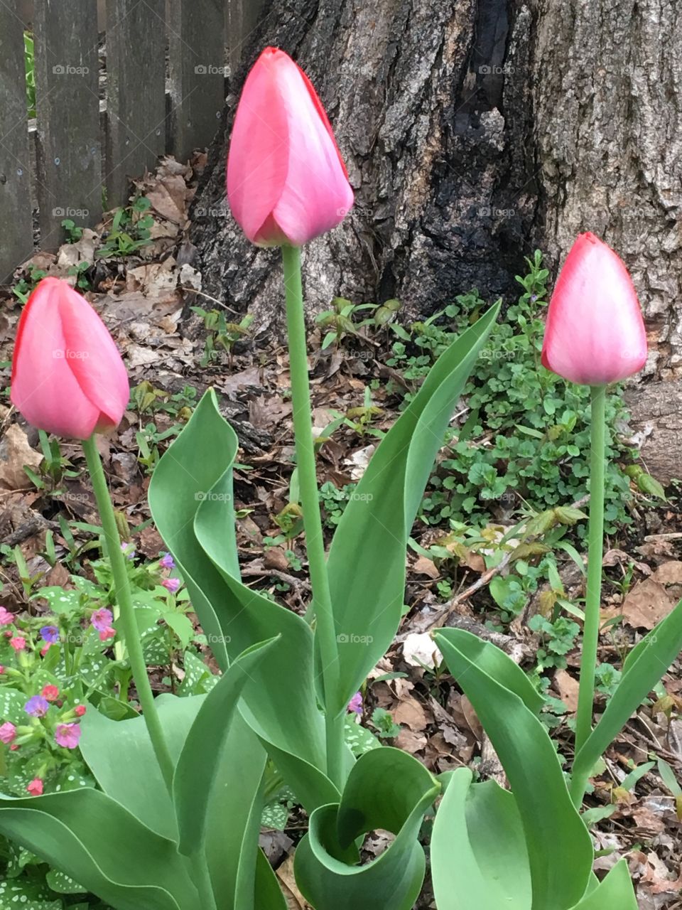Pink tulips blooming in the garden 