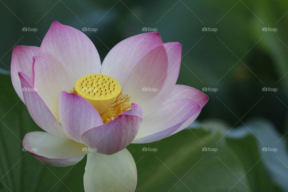 flower watching . Southland Park . Sacramento California