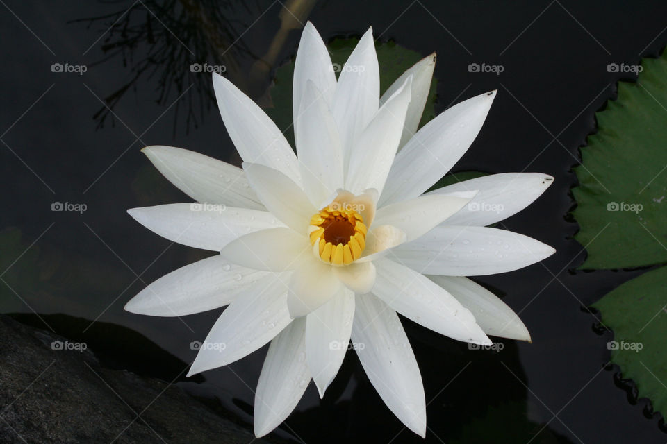 indonesia flower pond lake by nader_esk