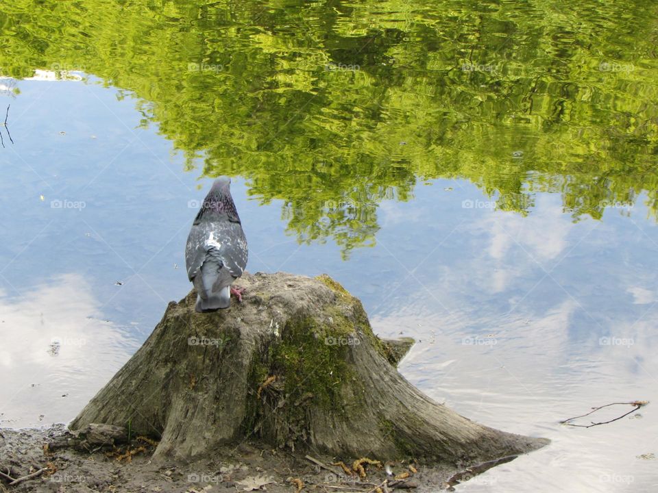 In the city park