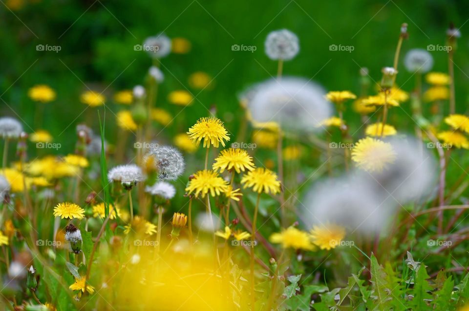 Spring dandelion flowers 