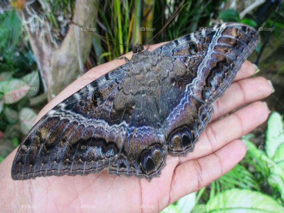 black witch moth
