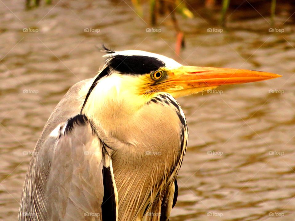 majestic heron