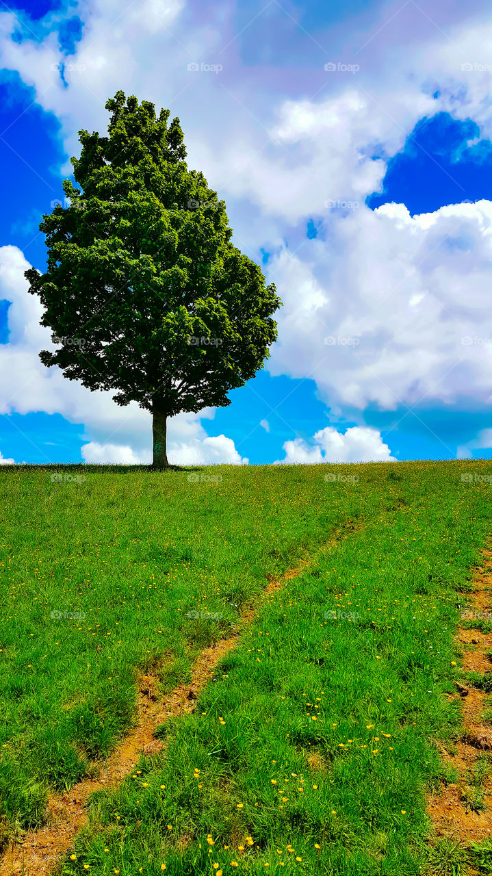 Scenic view of nature