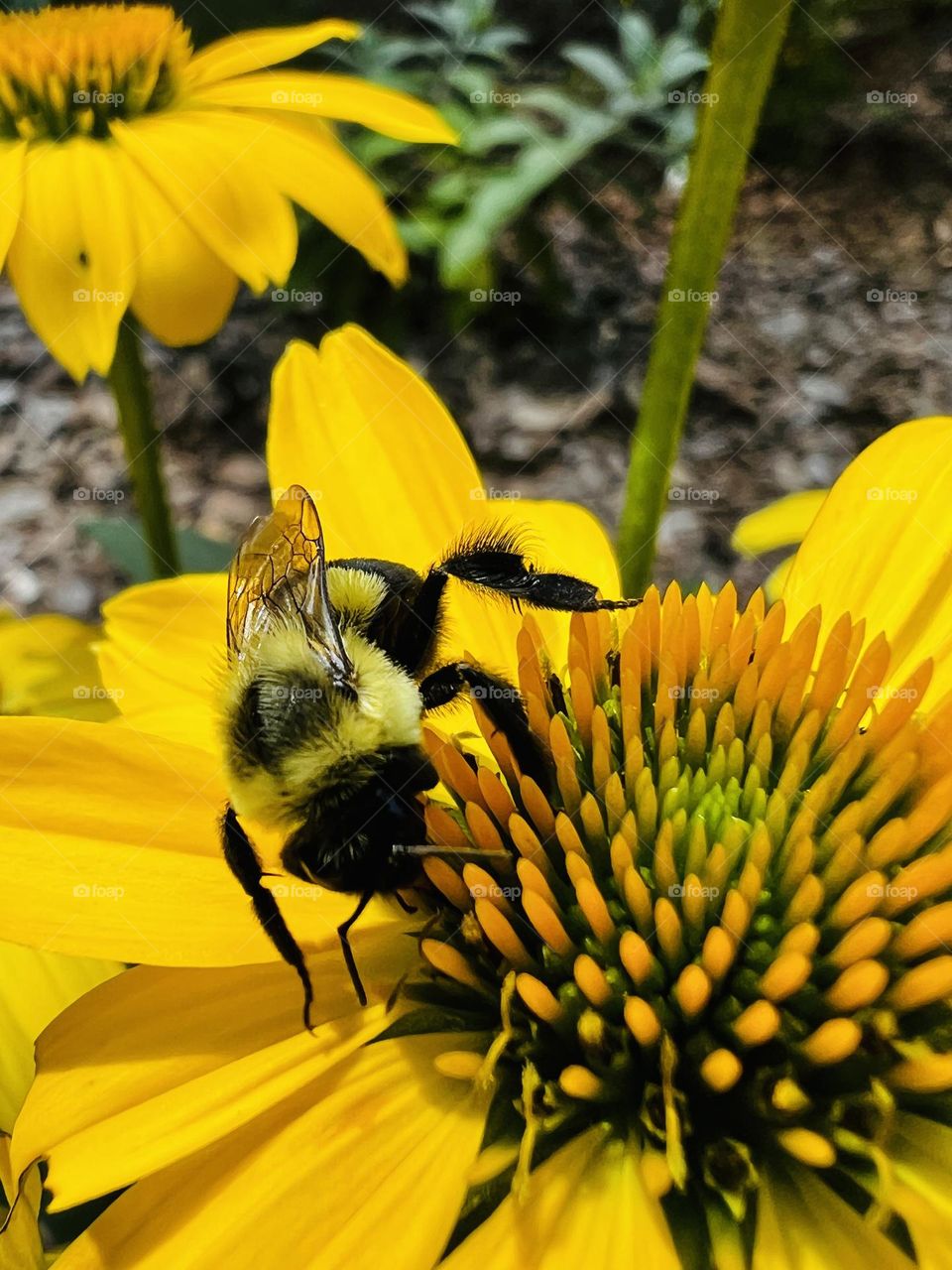 Bright yellow bee pollinating a bright yellow coneflower, closeup.