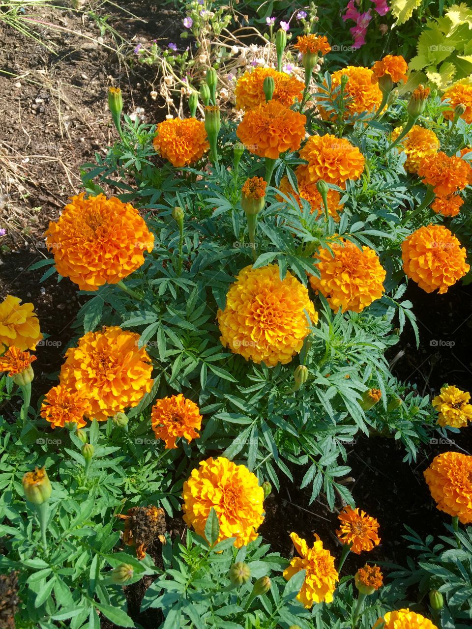 Marigold