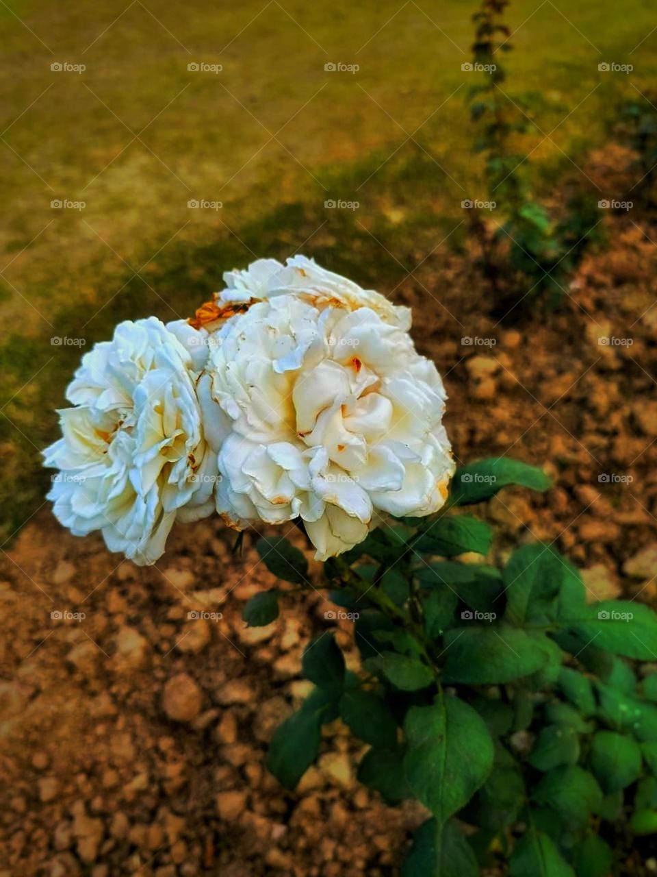 Those roses are absolutely stunning. The vibrant colors and delicate petals make them a true sight to behold. Nature's beauty at its finest.