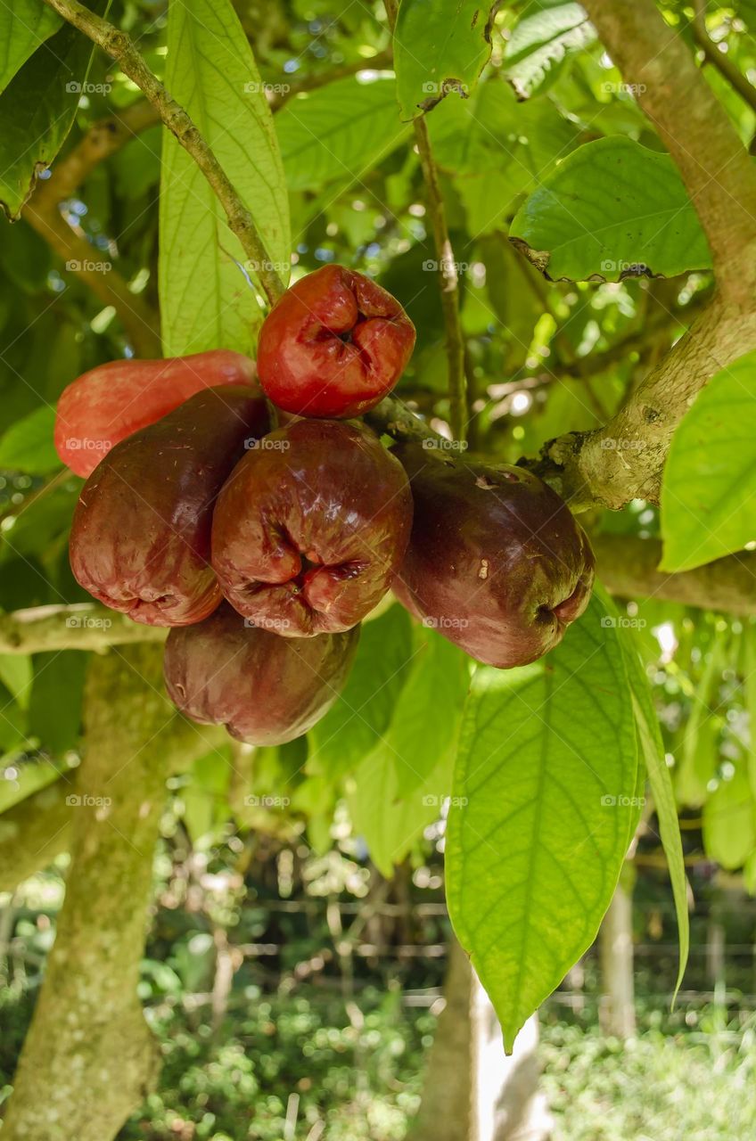 A Bunch Of Ripe And Unripe Otaheite Apples