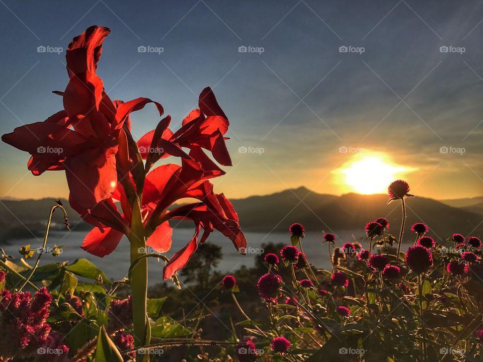 Morning flowers 