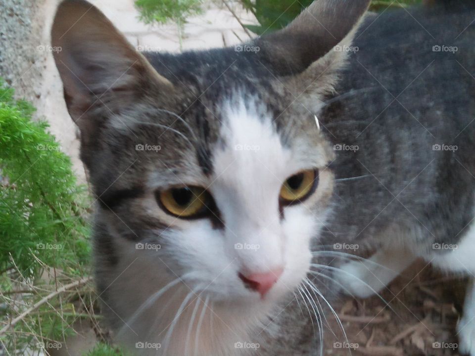 Beautiful grey and white cat.