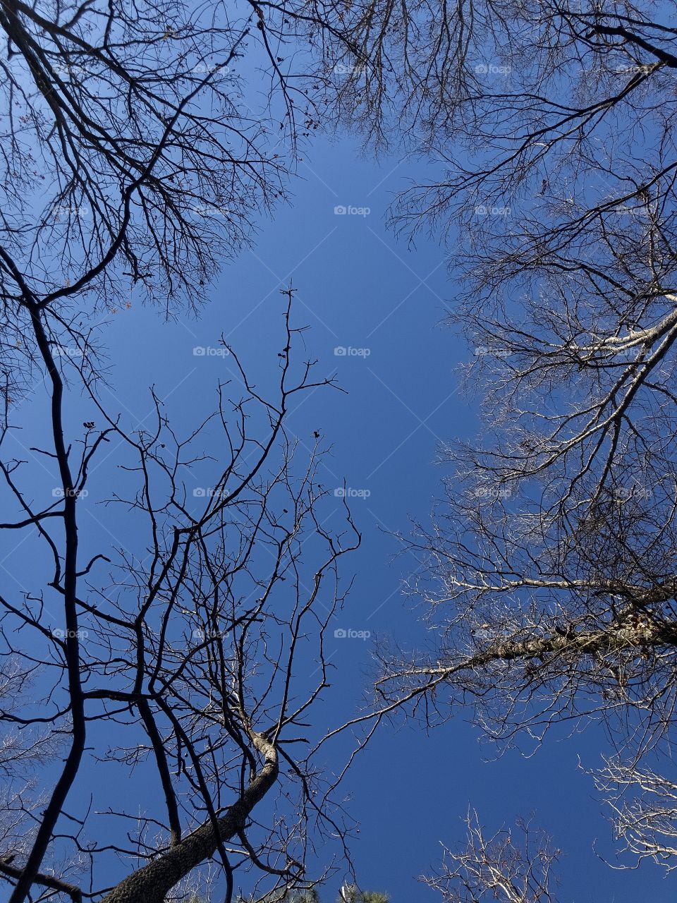 Low angle perspective of autumn trees
