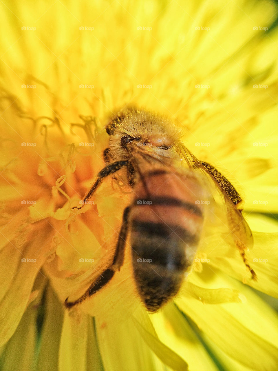 flowers pollen nature dandelion by somebeach