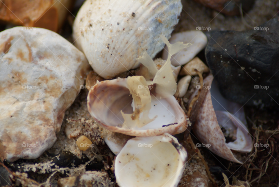 close up seashell calshot uk seashore by Pahars