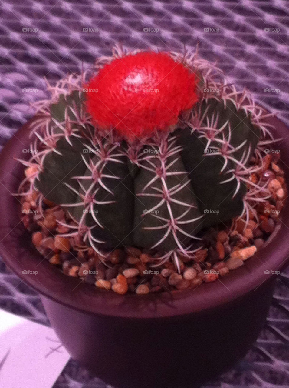Blooming Catus plant