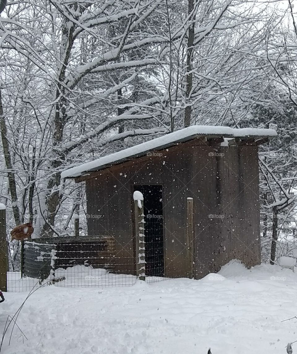 Chicken in the snow