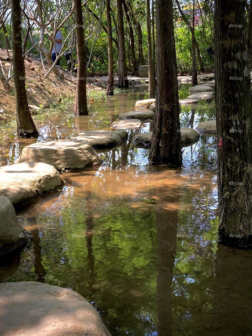 small pond in the forest