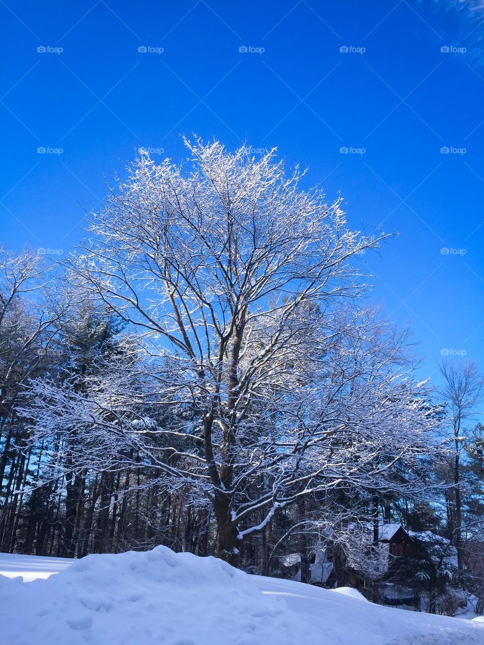 View of a tree during winter