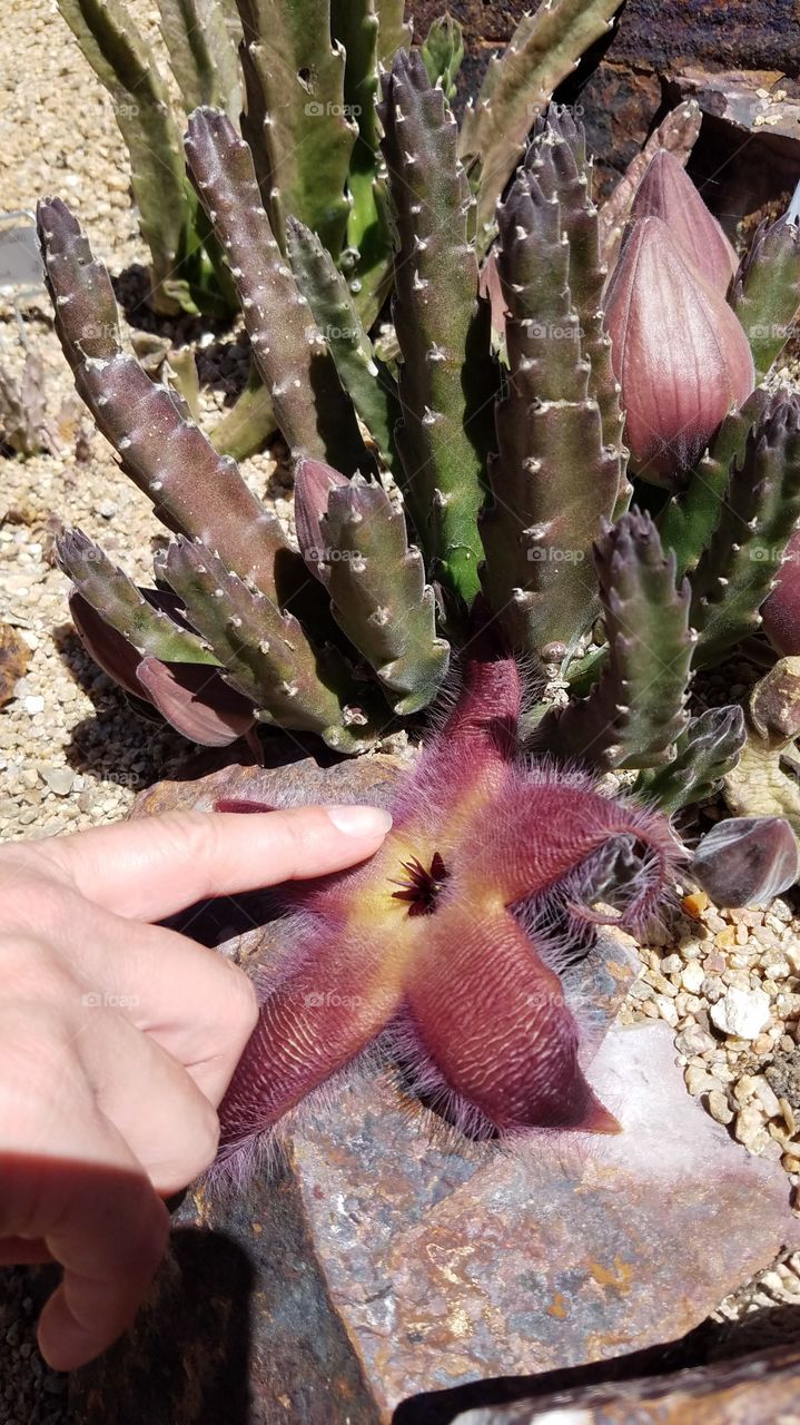 Petting a fuzzy pink succulent flower