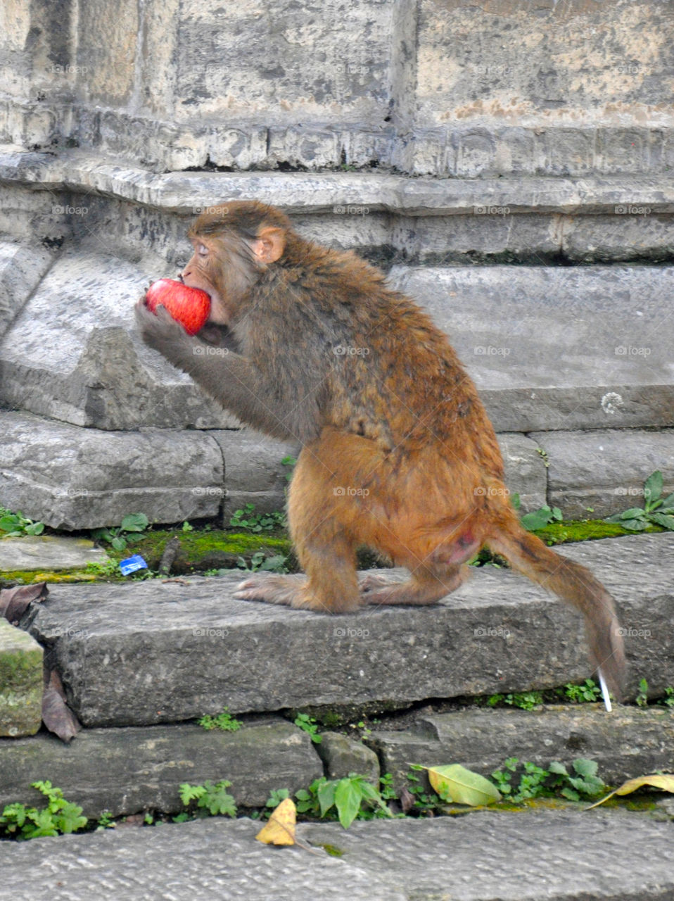 Monkey with red apple 