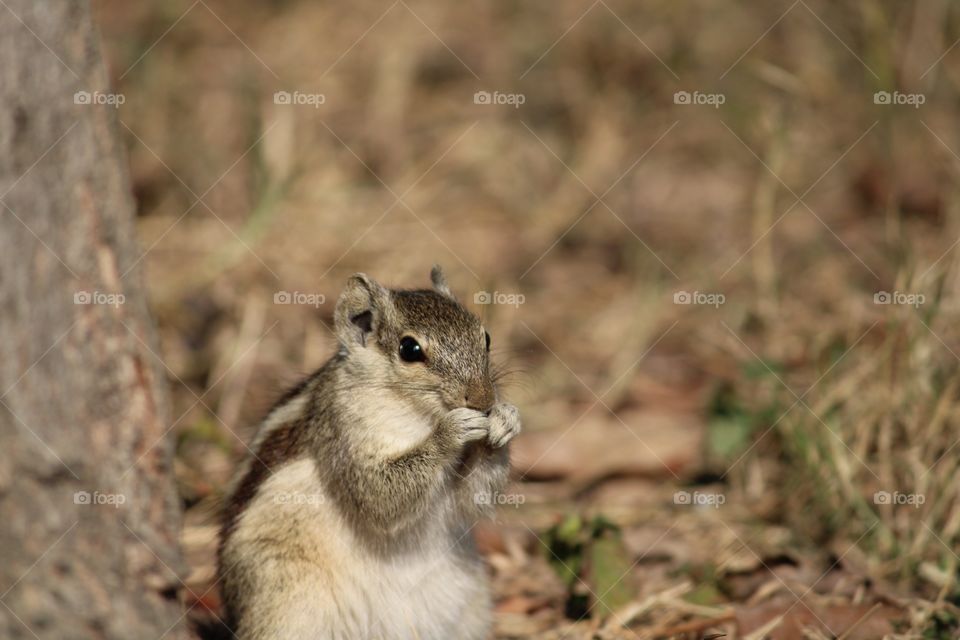 eating, squirrel