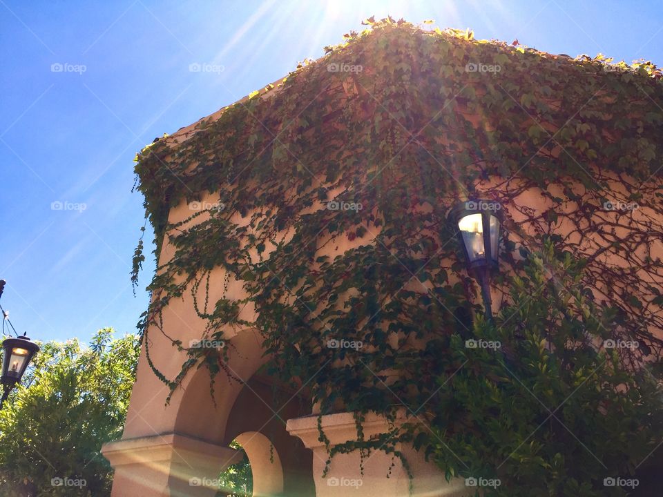 Plants on the wall