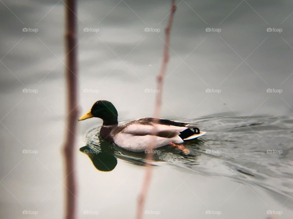 Duck swimming in Jacqueline reservoir