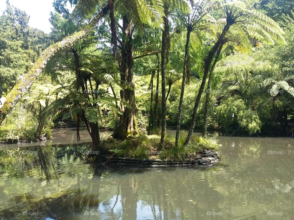 forest lake