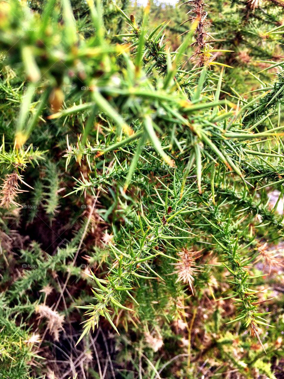 Nature with attitude 