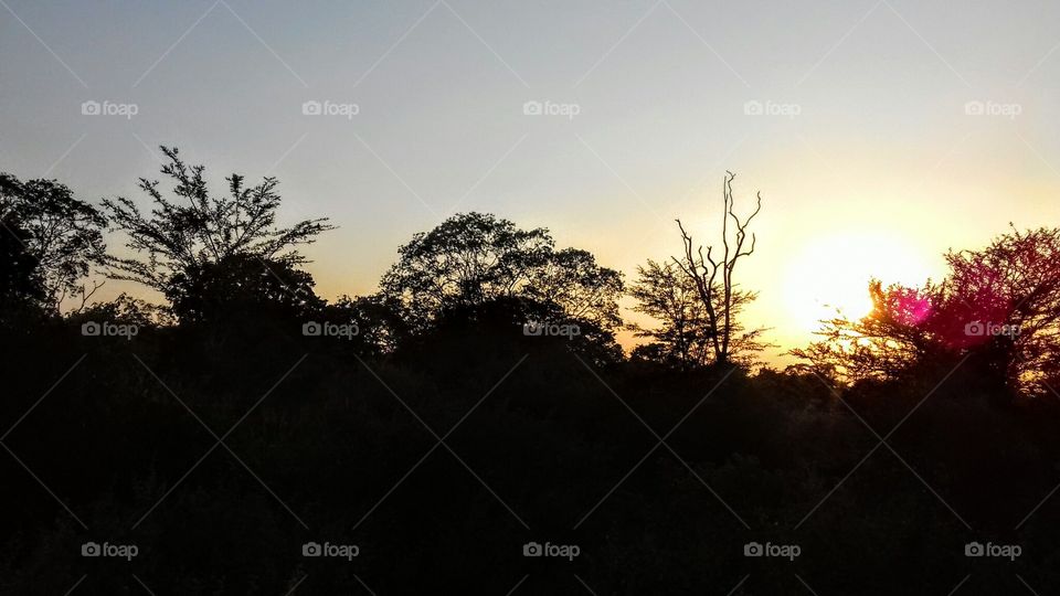 Sunset, Landscape, Tree, Dawn, Fog