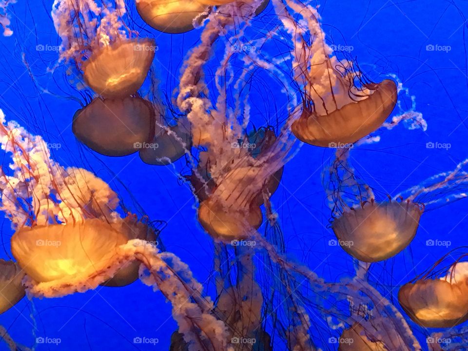 Tanked Jellyfish 