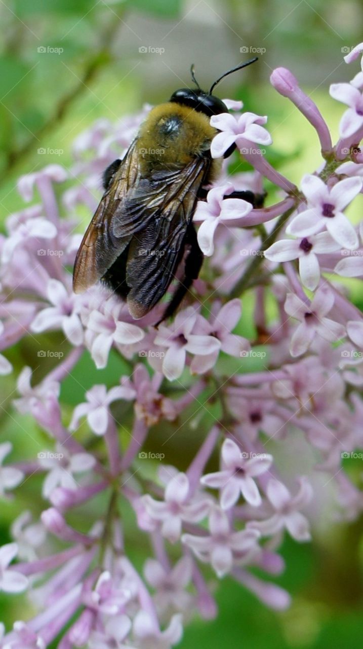 Bee Happy