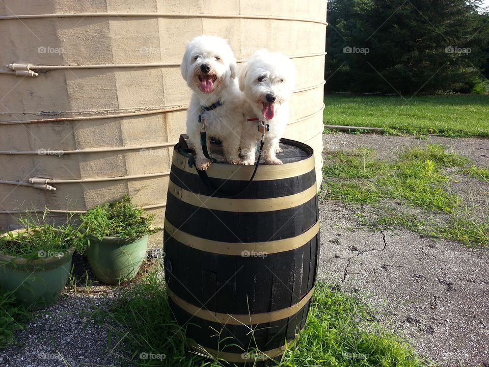 Two puppy dogs on a barrel