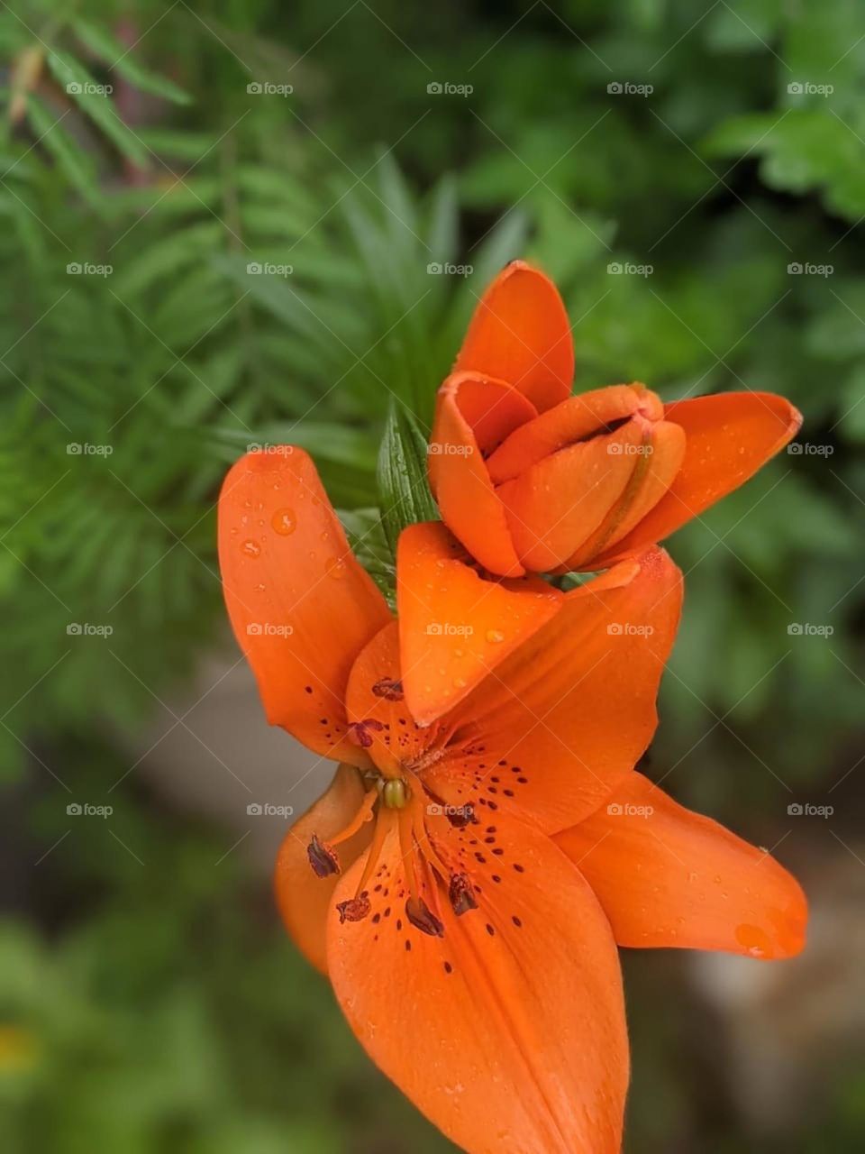 Summer sizzling starter