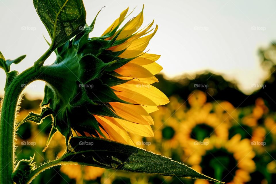 The field of yellow at the annual sunflower festival at Dorothea Dix Park is a sure indicator that summer has arrived in Raleigh North Carolina. 