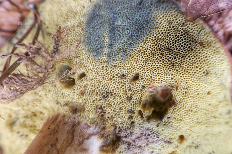 Close-up of the underside of a mushroom - 1