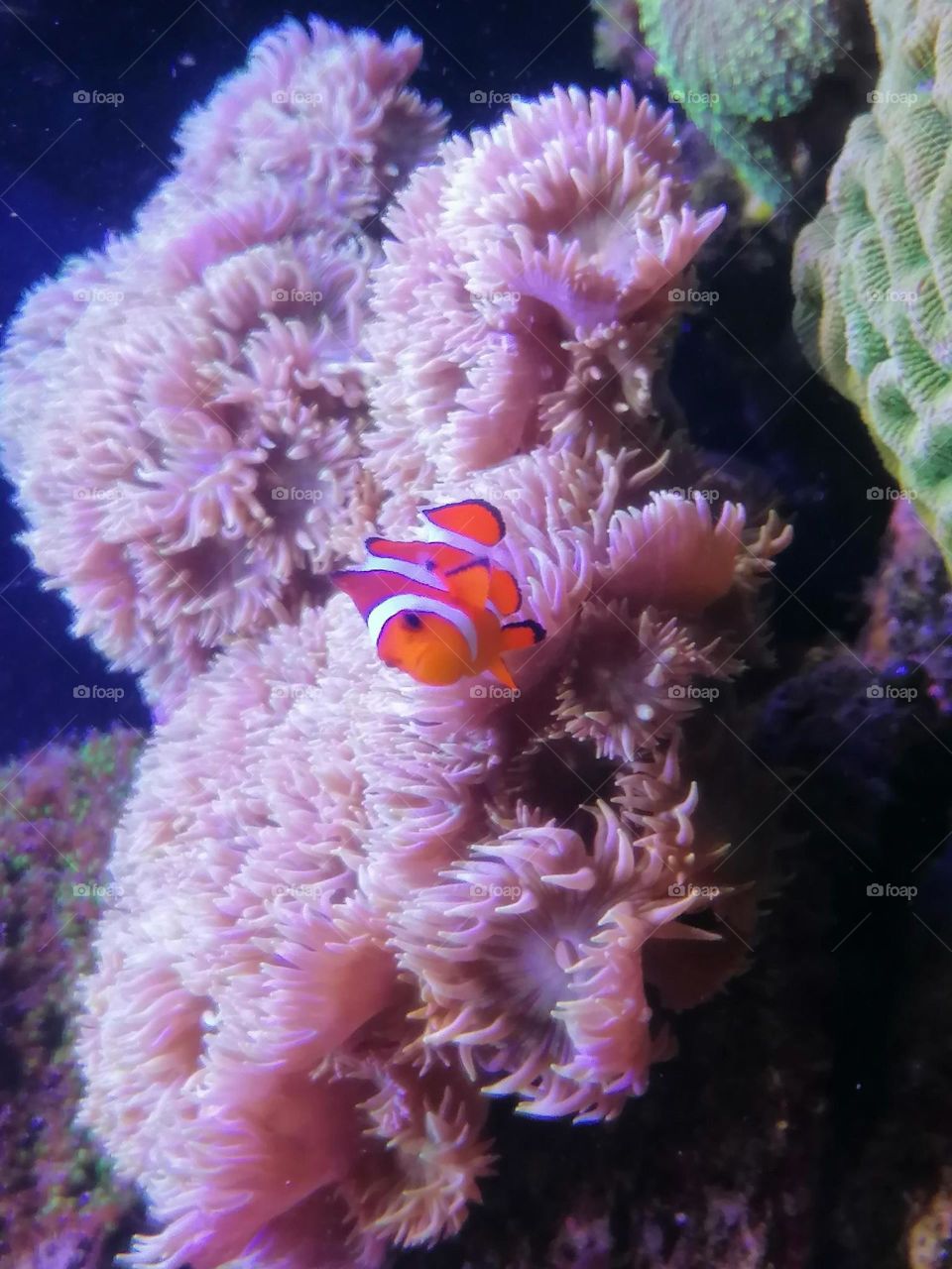 Nemo