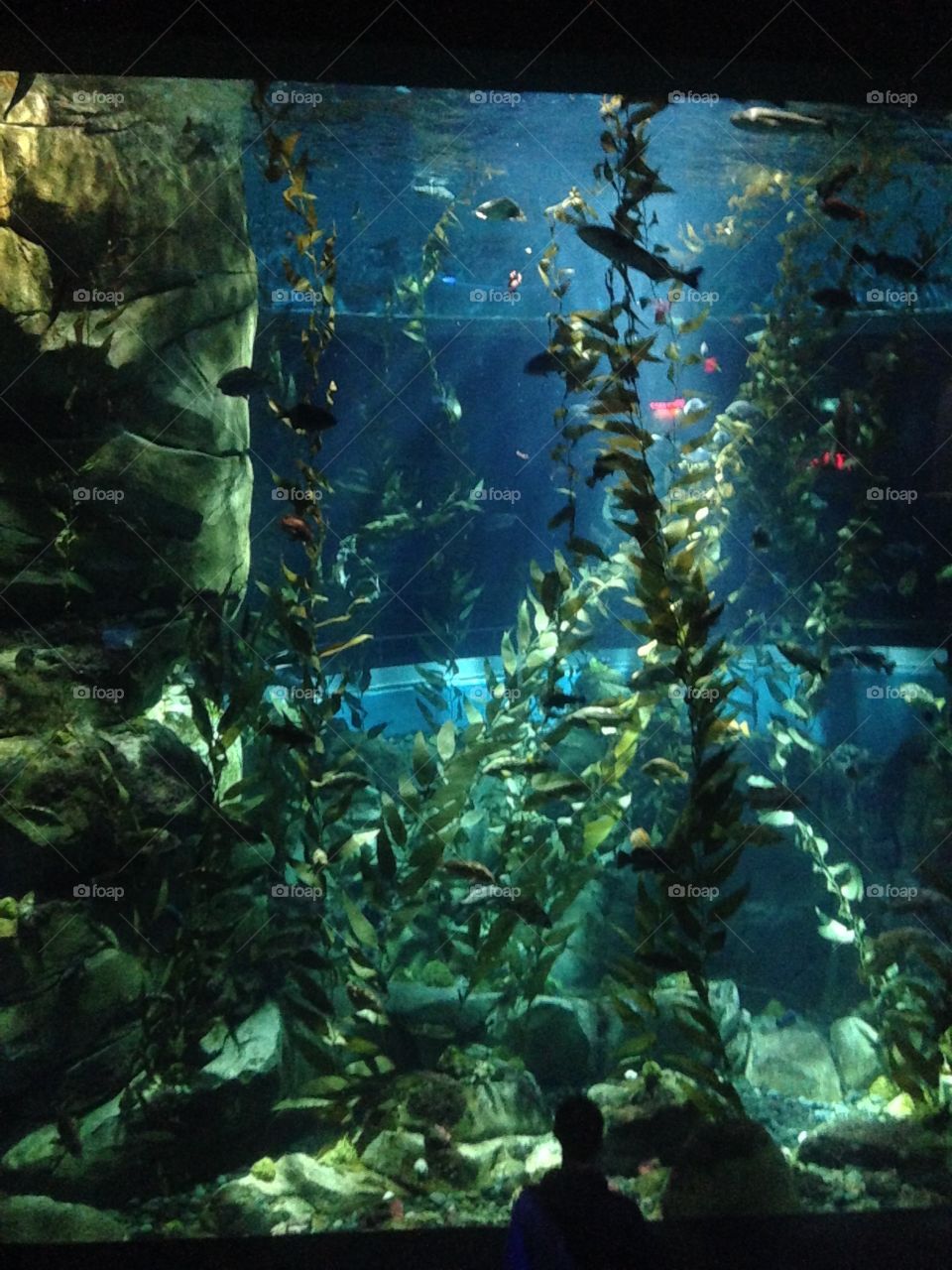 Underwater aquarium 
