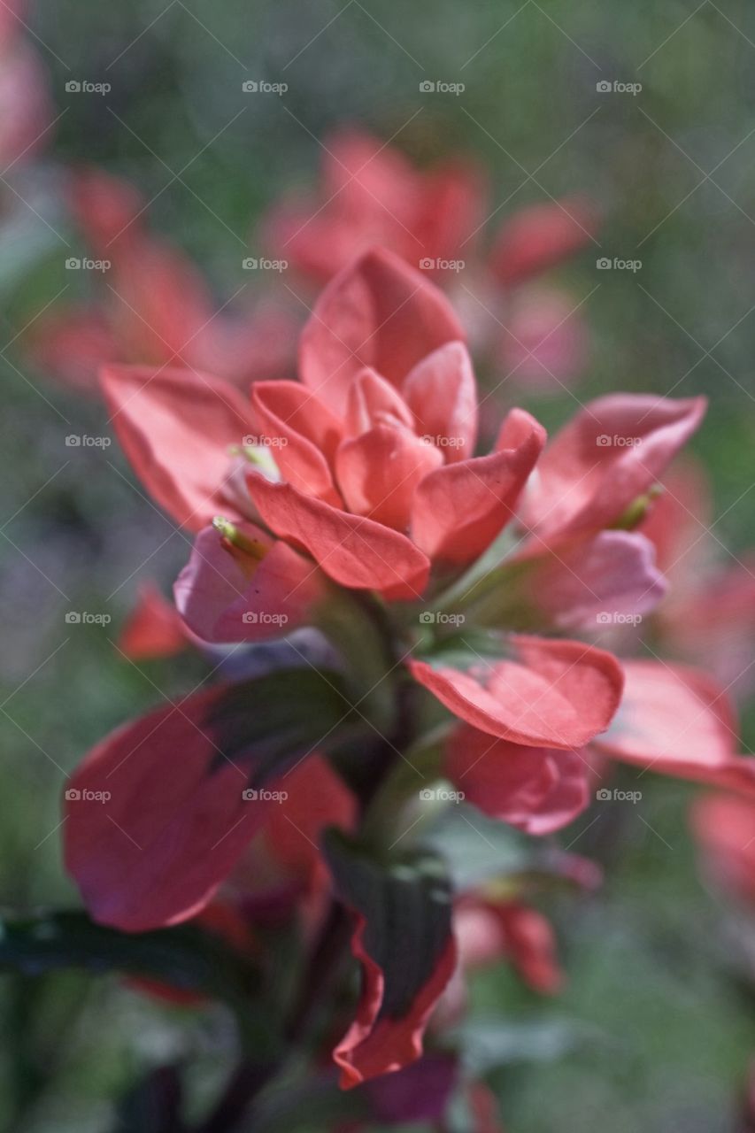 Indian Paintbrush 